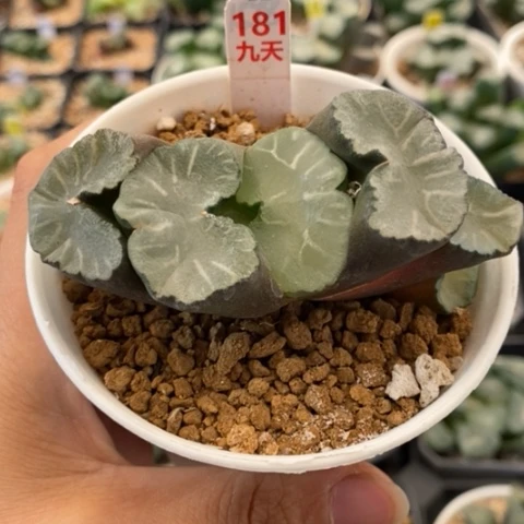 181号白亚玉扇多肉植物
