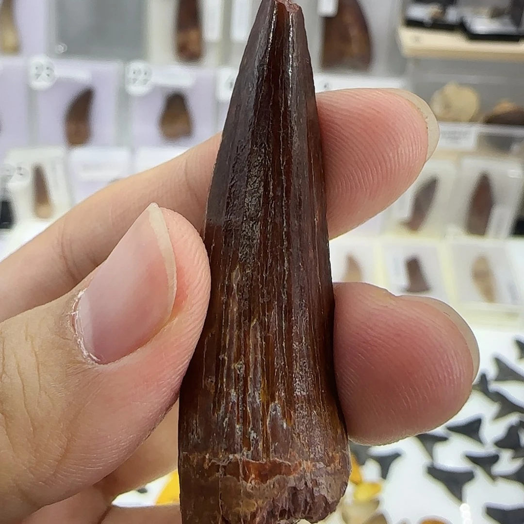 有机玻璃棘龙牙齿化石