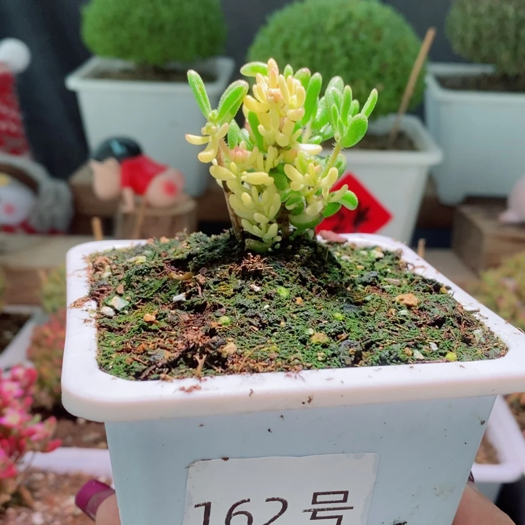 红宝石全锦带盆土发货一物一拍
