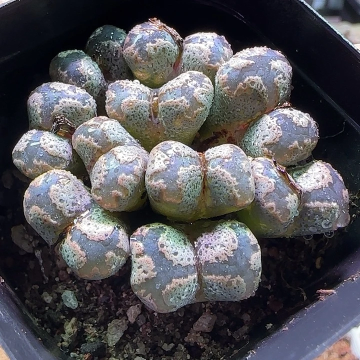 960。      灰蓝色的勋章