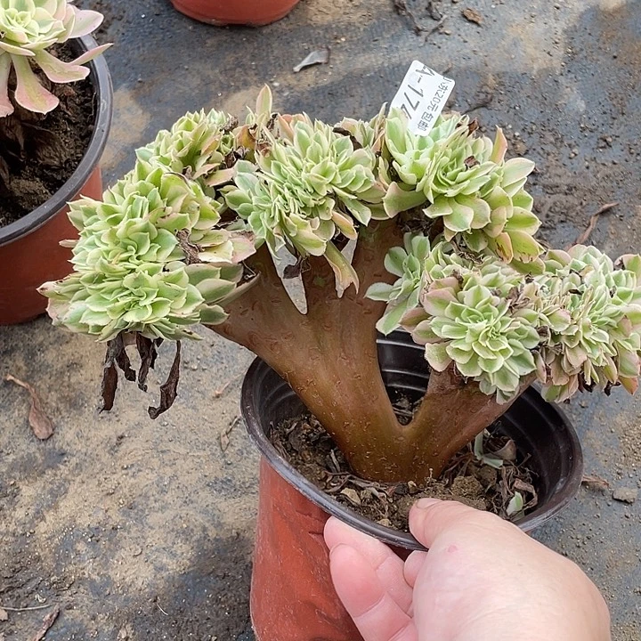 174女巫缀多肉植物法师