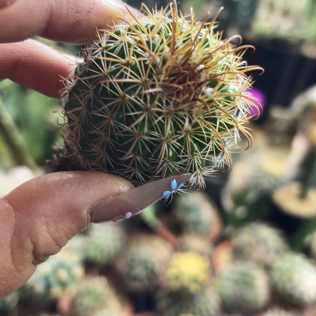 实生魔神仙人球11111111111