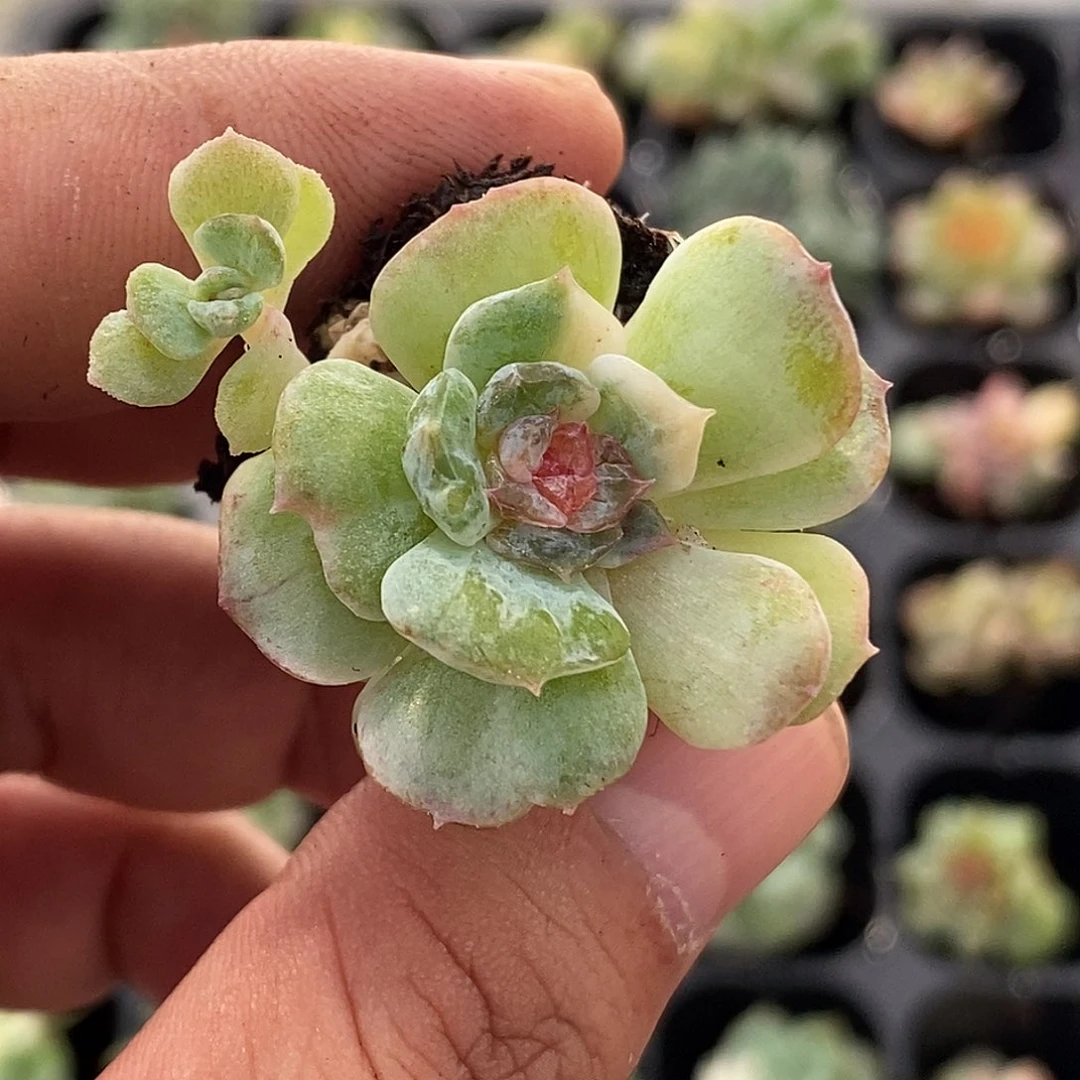 糖心石化多肉植物