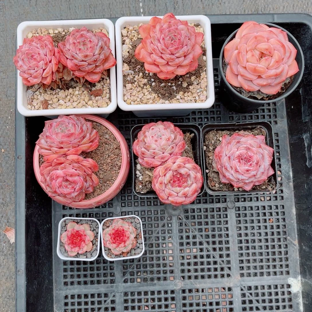 飘**雨风靡园艺老桩糖钻双头