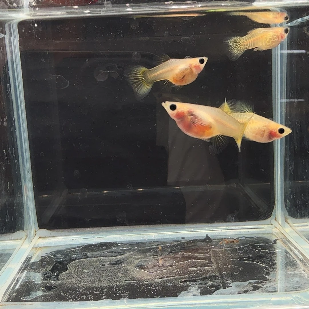 孔雀鱼黄蕾丝玻璃猫两对孕母