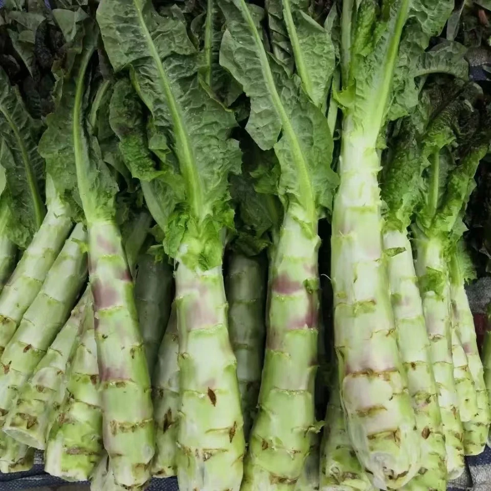 新鲜莴笋本地莴笋现摘现发