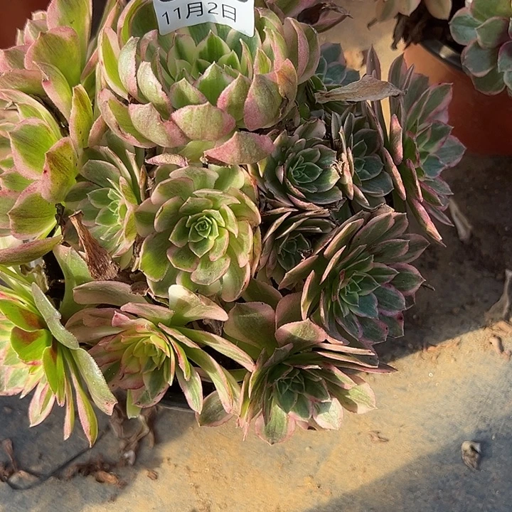 11.2/20海王多肉植物1