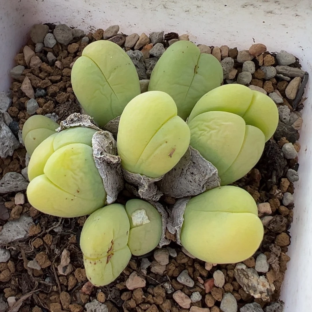 652多肉植物种类多样