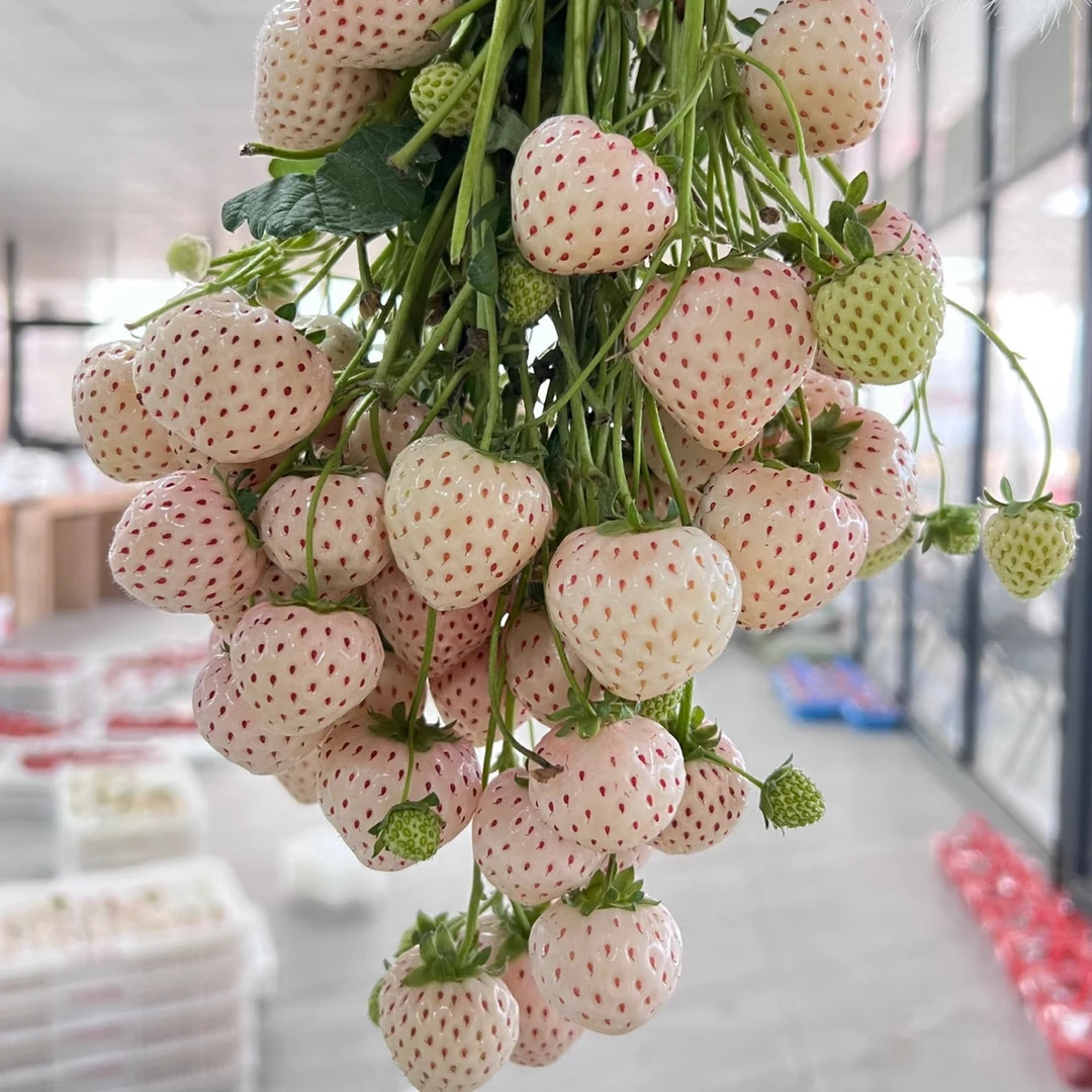 爱心草莓[越雪妃]草莓苗盆栽(头茬原盆原土)