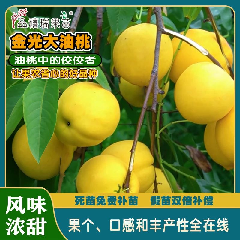 金光大油桃/特醒早熟桃/秋脆黄桃/无名大黄蟠/四个新新品种桃树苗