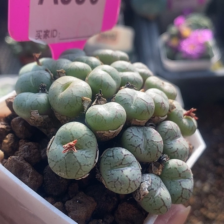 这么多年过去都过去990