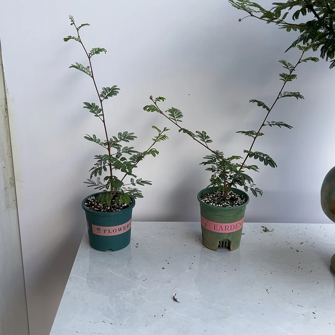 顺***艺当前无花栽培后可以开花