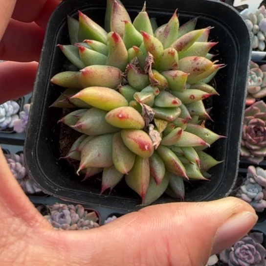 245埃克魂缀多肉植物多