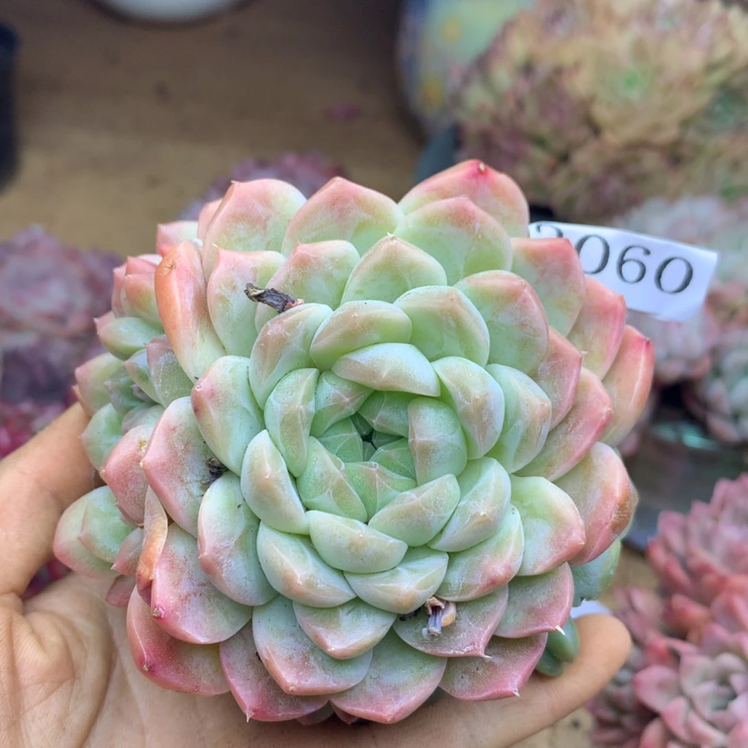 3060杂交精品基地8厘米