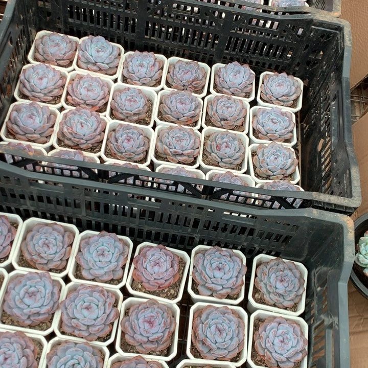 带盆土石榴籽两颗两单包邮