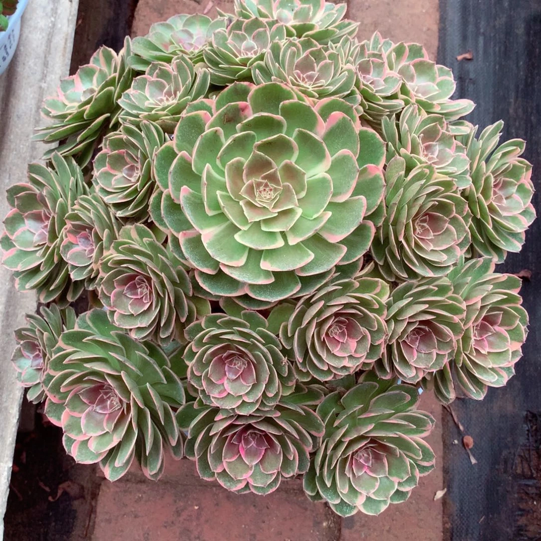 粉花妖，多肉植物的