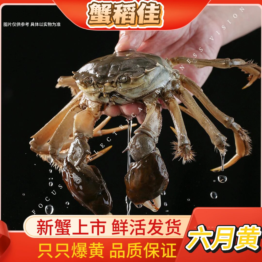 【大号活蟹】六月黄公蟹 【1.5-1.8两/只】签收后2个小时内验货
