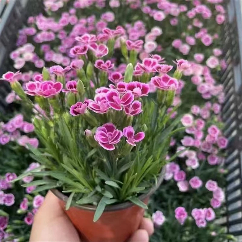 欧石竹初吻花苗盆栽带花苞庭院耐寒草坪多年生花期长四季开花包邮
