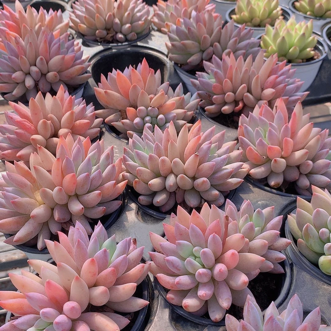 所罗门646767676777788888