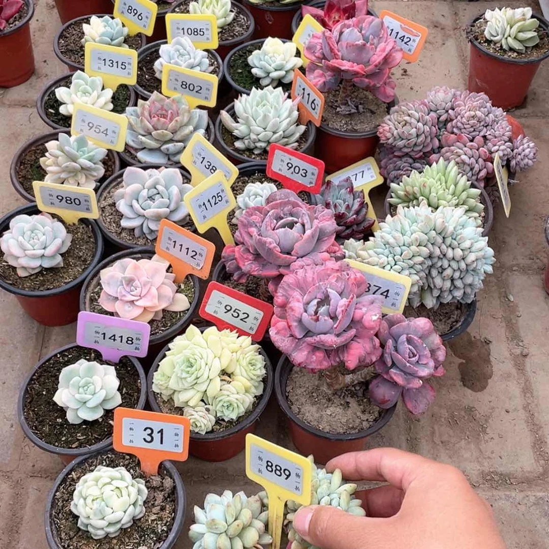 【闪购商品】。*889号