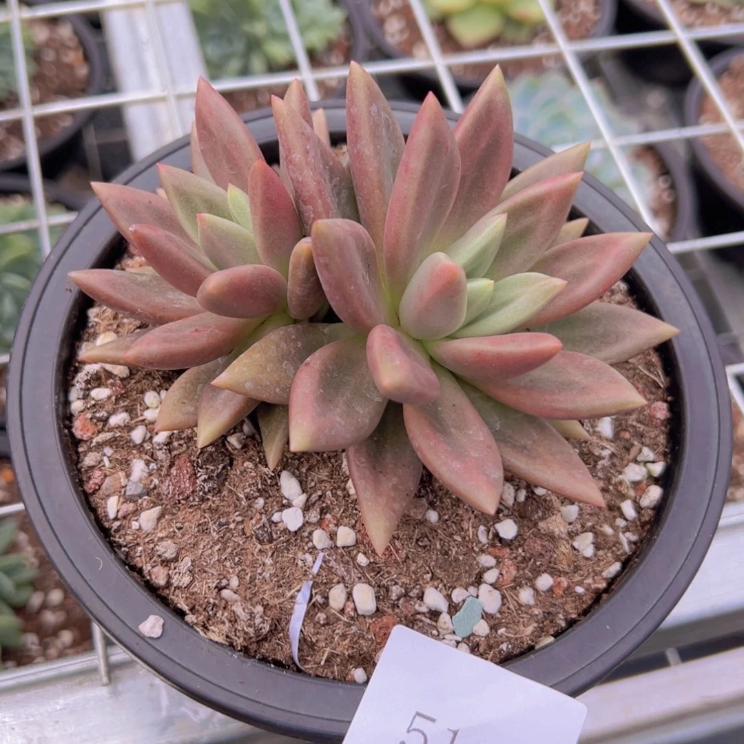 小****喜5112肉肉肉肉肉肉肉肉