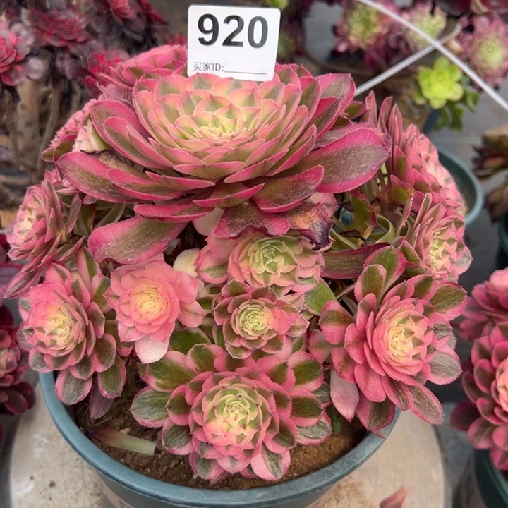 920倾城20厘米左右半木质