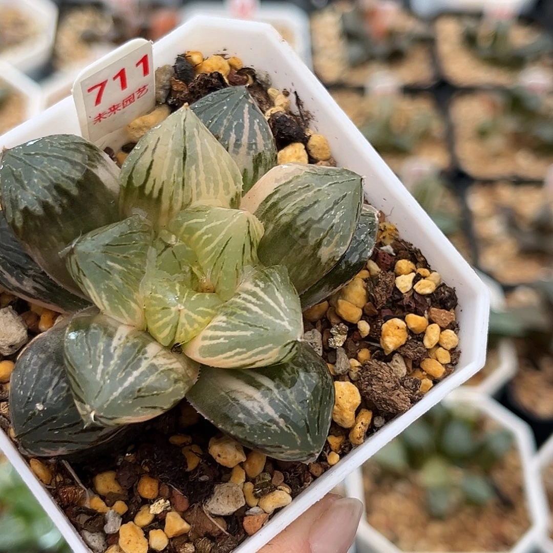 711玉潭寿锦福利福利