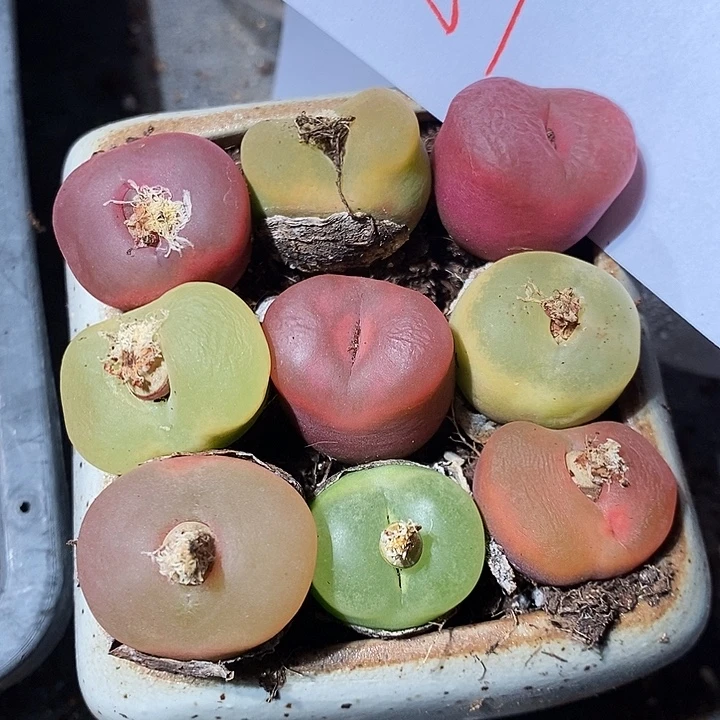 20302。 大彩蟠桃一组。