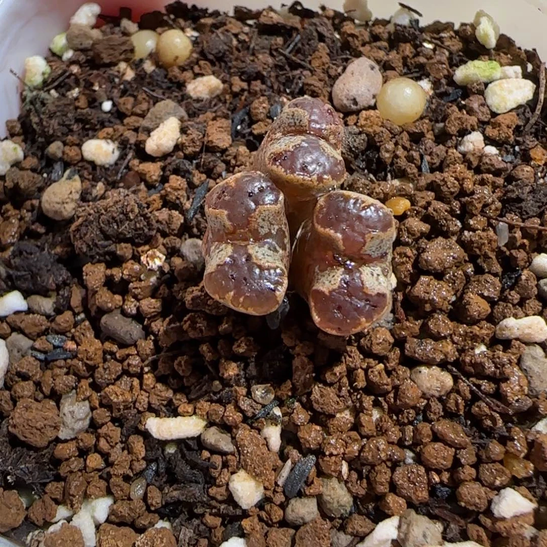 肉锥多肉植物组合-蝴蝶670