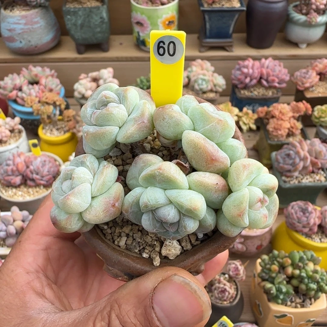 60号冰玉老桩无砍0000