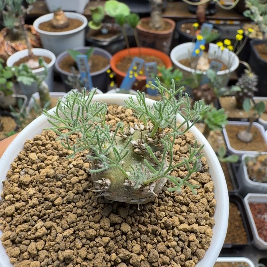 白皮月界222 仙人球