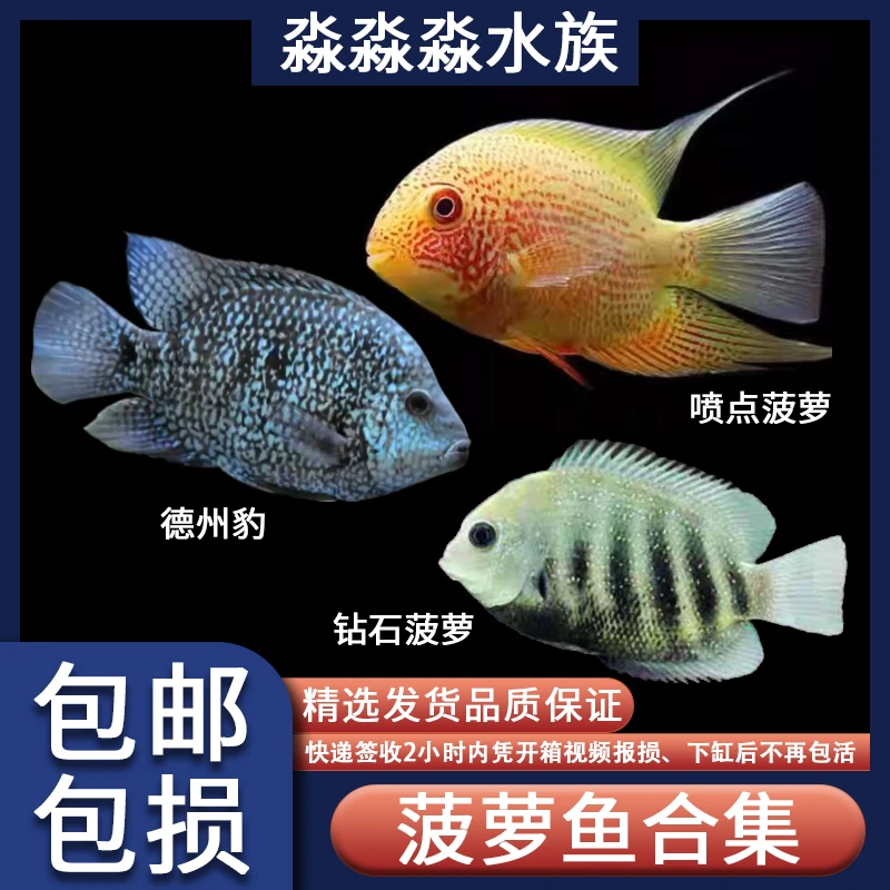 菠萝鱼钻石菠萝喷点菠萝德州豹鱼热带淡水观赏鱼满天星绿巨人花豹