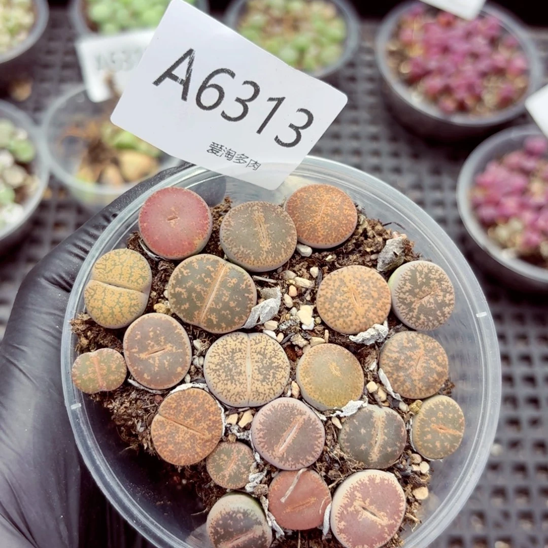 6313–生石花 生石花