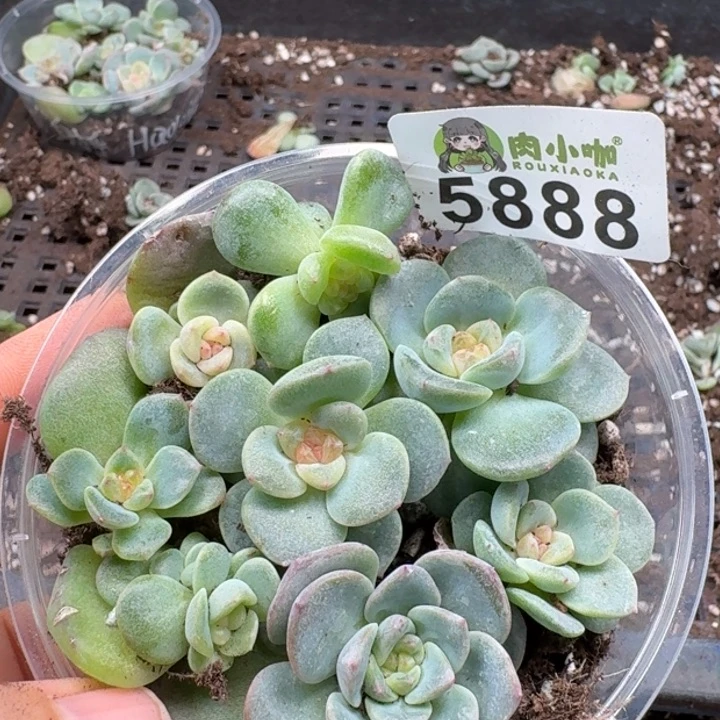多肉植物多肉植物
