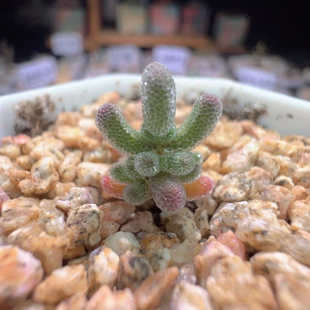 尺寸小，1006实生粉冰晶，拍下不退不换