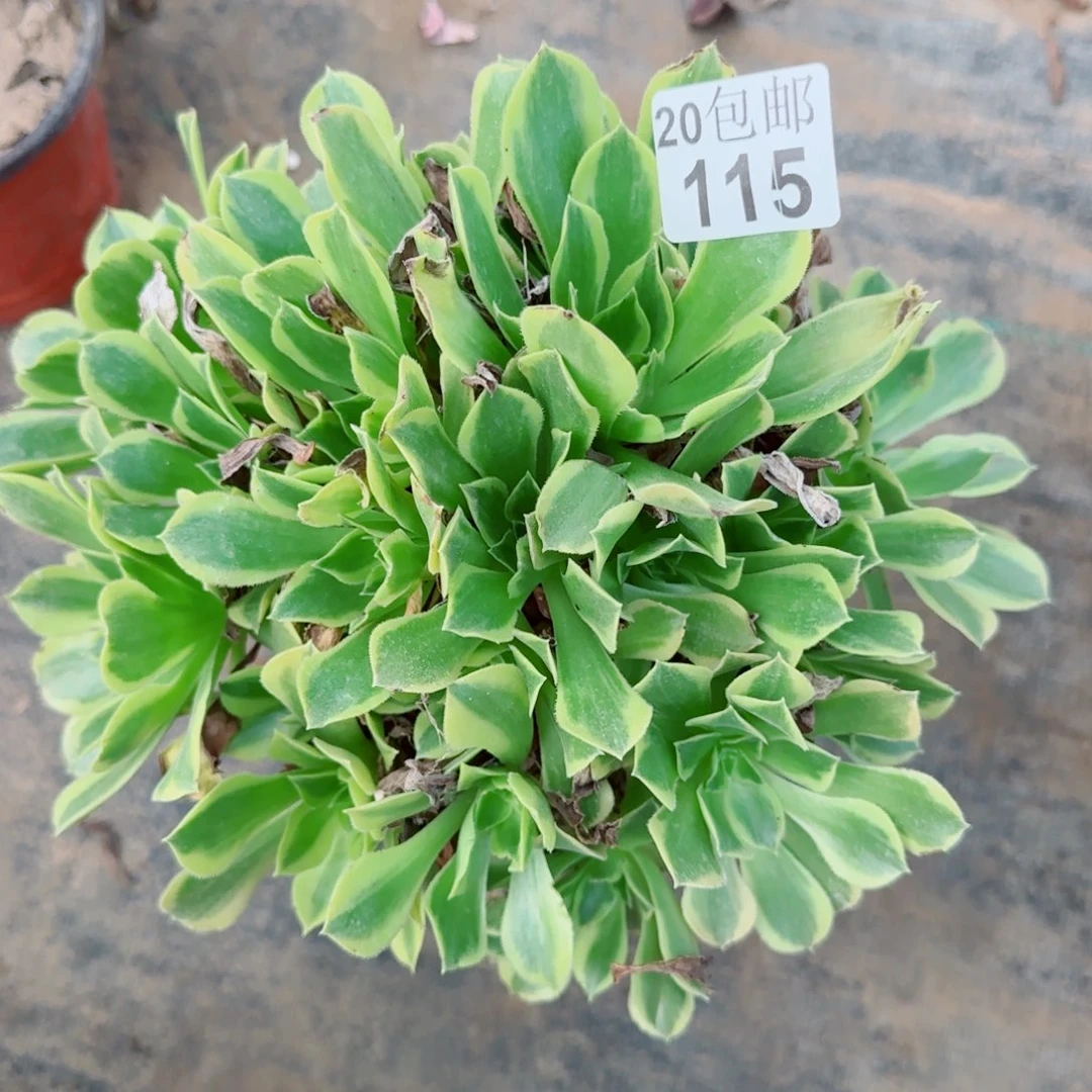 青檬115满20包邮断枝不包