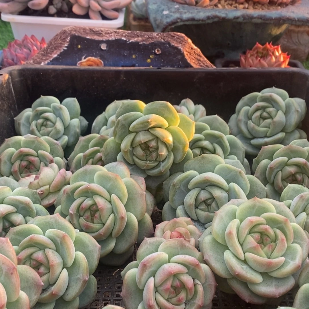 新品东云珍妮单头随机发货