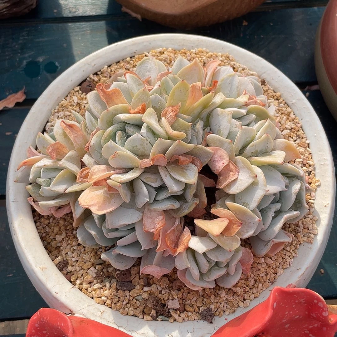 雪特群生多肉植物一物一拍