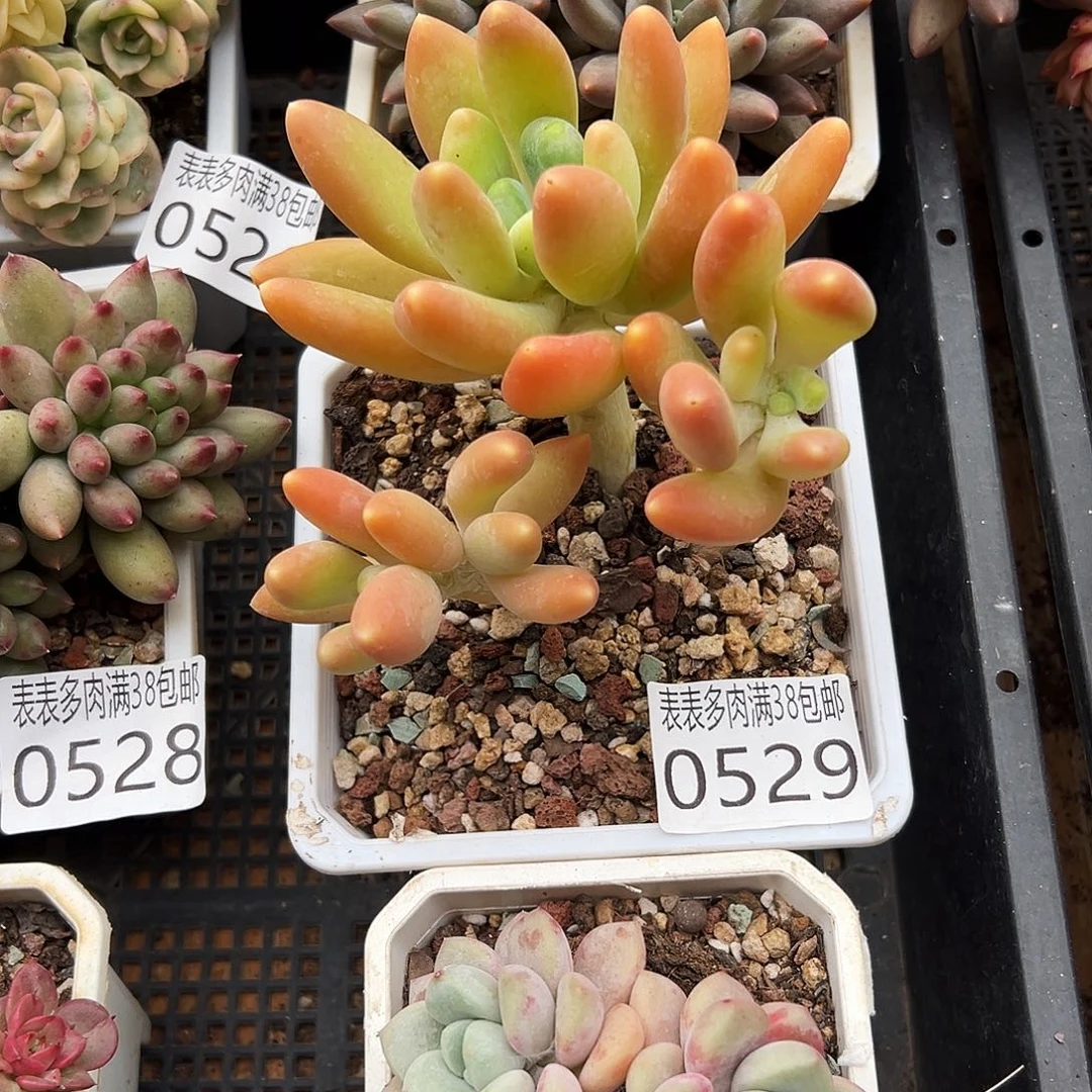 多肉一物一拍植物0529