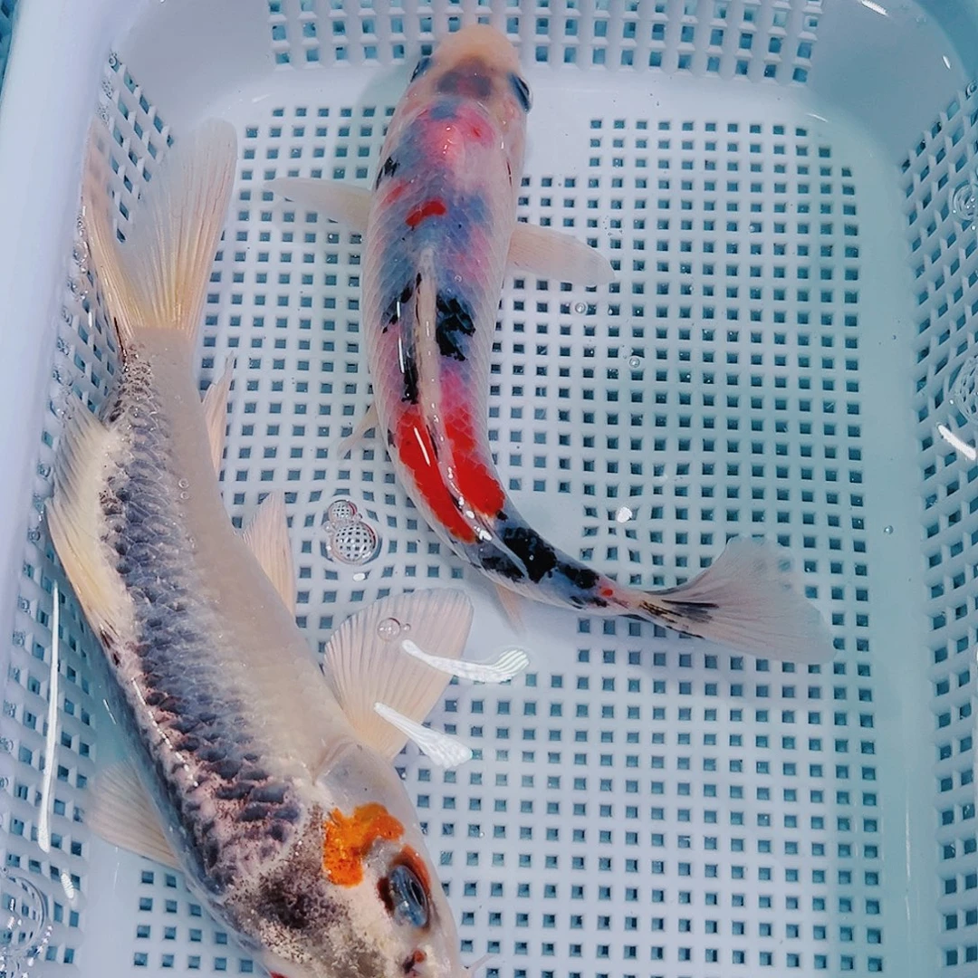 锦鲤锦鲤冷水鱼观赏618