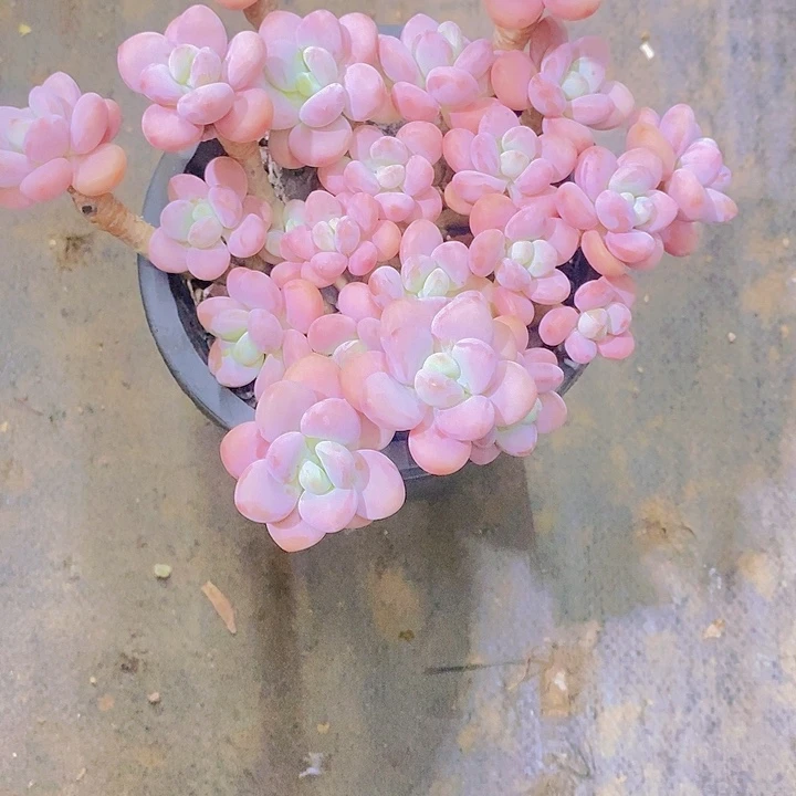 樱****洛神多肉植物老桩