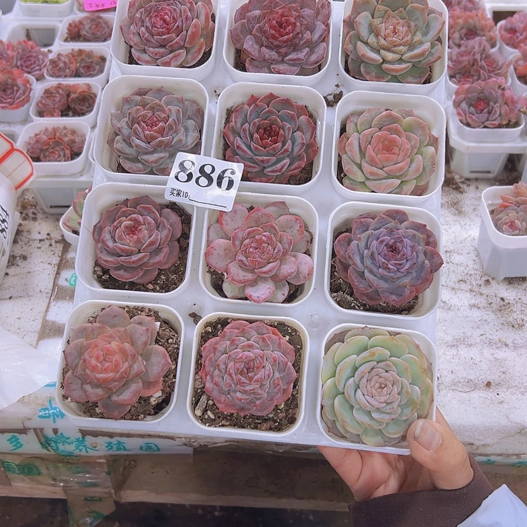 866糖心组合12盆带托架白盆