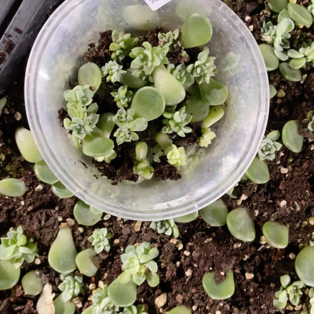 梅***当泼天加现金一物一拍242