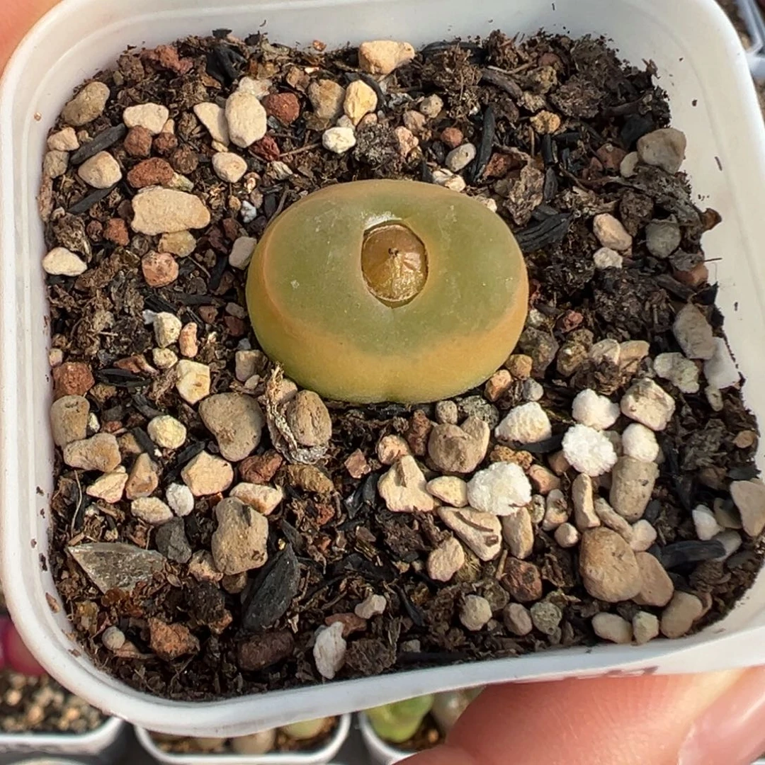 744欧泡带盆土发货