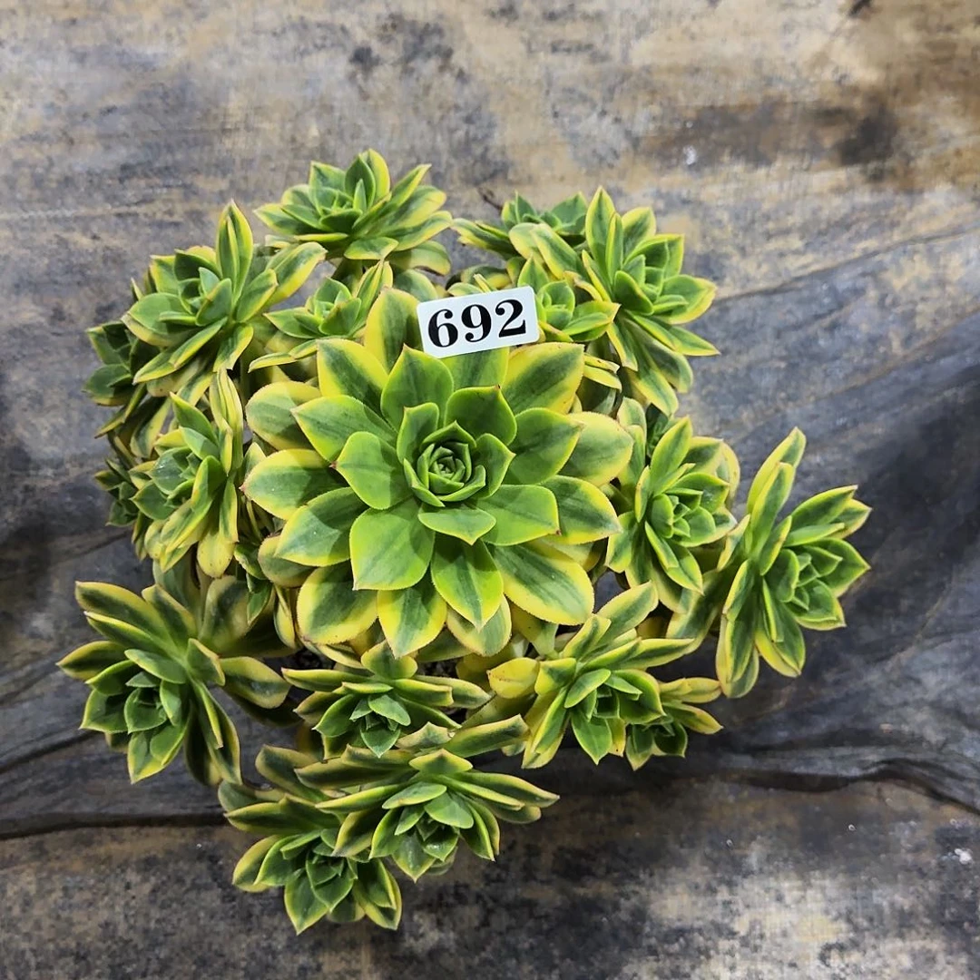 0000692星爆多肉植物