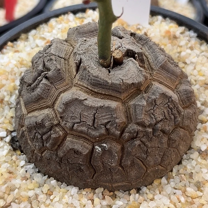 潮流植物龟甲龙天眼龟