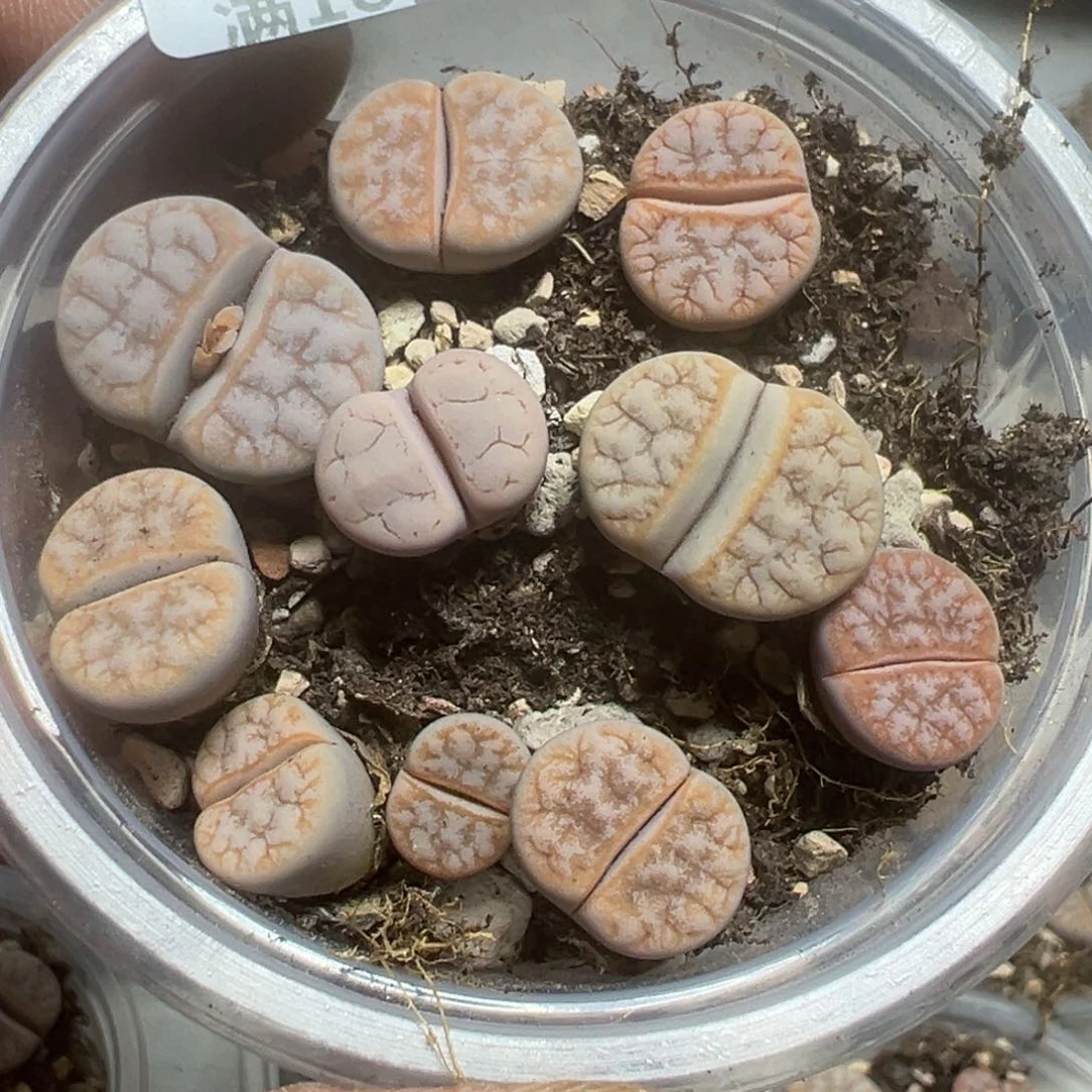 【闪购商品】 1199。