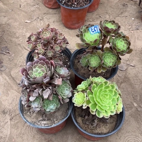567多肉植物组合，