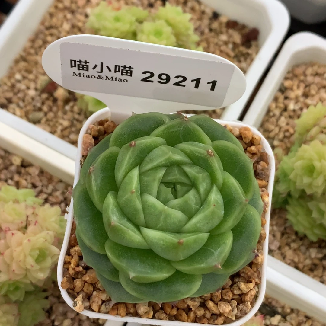 u***0多肉植物杂交珍妮