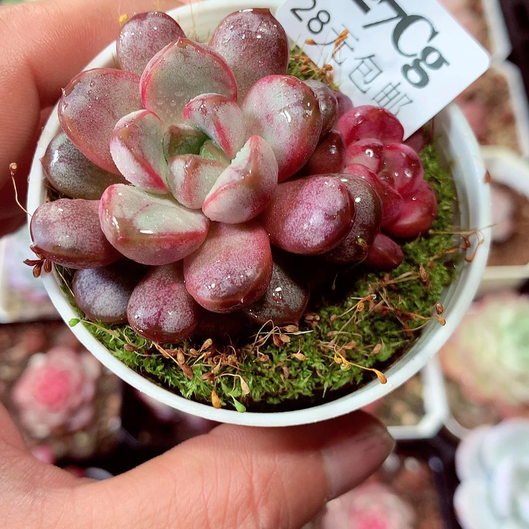 5厘米盆精控多肉427